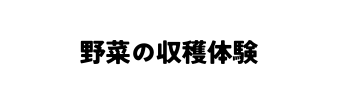 野菜の収穫体験